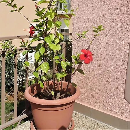 Pink In Only 200 M From The Sea Starigrad Paklenica