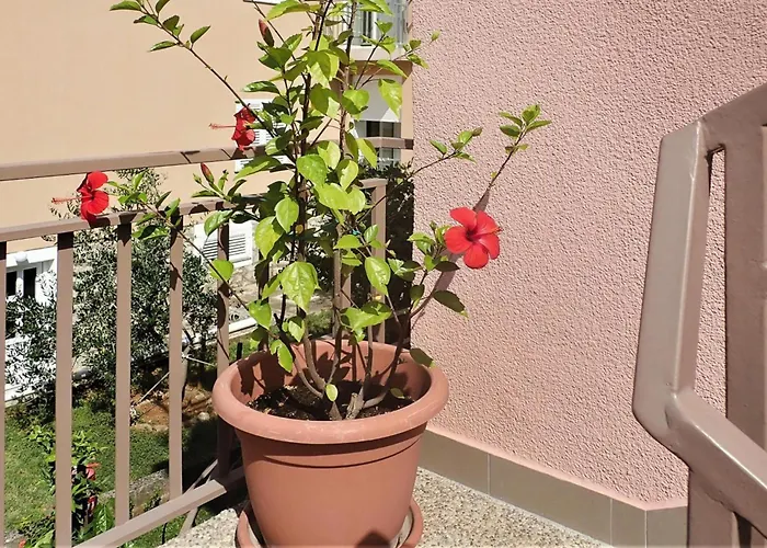 Pink In Only 200 M From The Sea * Starigrad Paklenica
