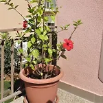 Pink In Only 200 M From The Sea 公寓 斯塔利格拉德-帕克利尼卡