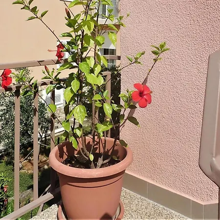 Pink In Only 200 M From The Sea *